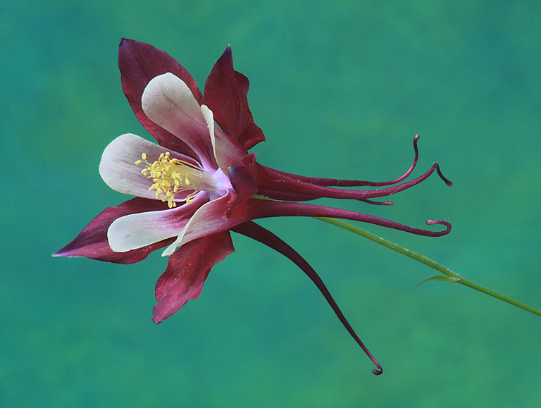 Vivid Columbine   P O'Malley